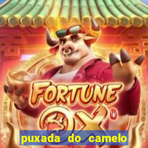 puxada do camelo no jogo do bicho